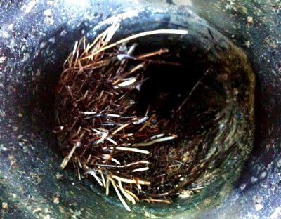 Sewer Line Rooting Tacoma Lakewood Puyallup University Place.
